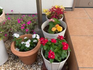 富津市　熊切歯科医院　フォーチュンベゴニア